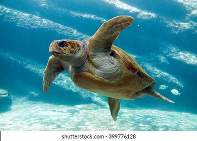 Loggerhead Turtle.