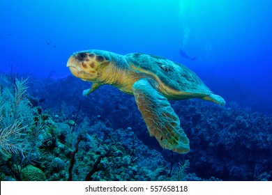 Loggerhead Turtle.