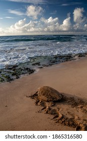 Loggerhead turtle after nesting in Boa Vista, Cape Verde, heads out to sea. - Shutterstock ID 1865316580