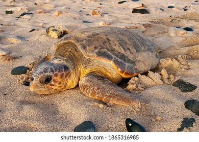 Loggerhead turtle after nesting in Boa Vista, Cape Verde, heads out to sea.