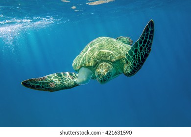 Loggerhead Turtle - Caretta Caretta 