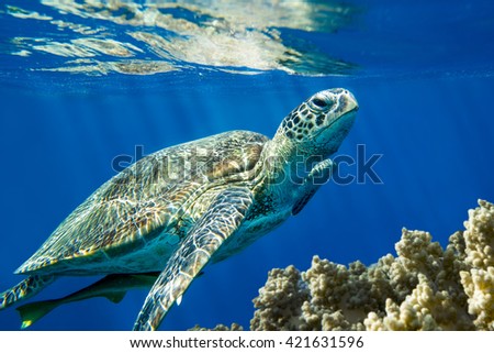 Loggerhead Turtle - Caretta caretta 