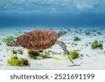 Loggerhead Turtle - Caretta caretta, beautiful popular oceanic turtle from worldwide tropical oceans and seas, Mauritius island.