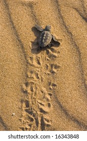 Loggerhead Turtle (Caretta Carretta)