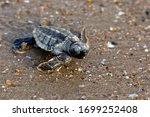 A Loggerhead Turtle (Caretta caretta) hatchling cralwing down an Australian beach to the sea.Mon Repos BeachQueenslandAustralia