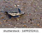 A Loggerhead Turtle (Caretta caretta) hatchling cralwing down an Australian beach to the ocean.Mon Repos BeachQueenslandAustralia