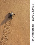 A Loggerhead Turtle (Caretta caretta) hatchling cralwing to the ocean. Image showing tracks left in the sand.Mon Repos BeachQueenslandAustralia