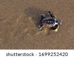 A Loggerhead Turtle (Caretta caretta) hatchling cralwing to the sea.Mon Repos BeachQueenslandAustralia