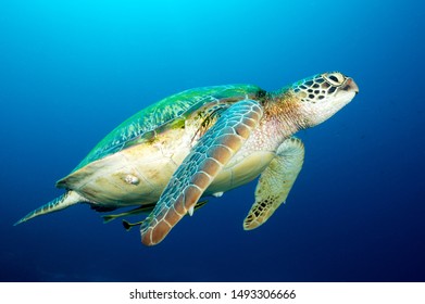 Loggerhead turtle, Caretta caretta, Raja Ampat Indonesia.