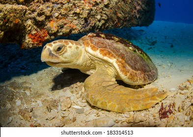 Loggerhead Turtle, Caribbean Sea.