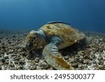 A loggerhead turtle eating a sea urchin