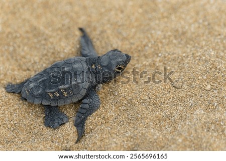 Loggerhead turtle hatchling (Caretta caretta) walking to the sea after hatching, Kefalonia, Greece