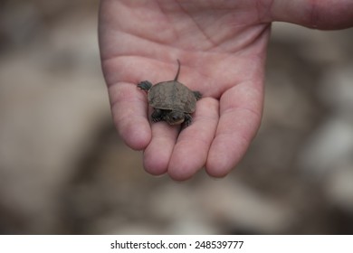 Loggerhead Turtle Hatchling on Palm of a human Hand - Caretta Caretta - Rescue after Flood Disaster in Olympos, Turkey,  Asia - Powered by Shutterstock