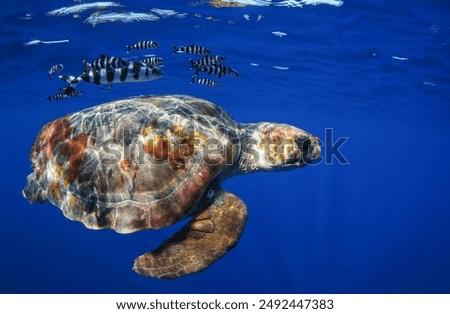 Loggerhead Turtle and Pilot Fish                       
