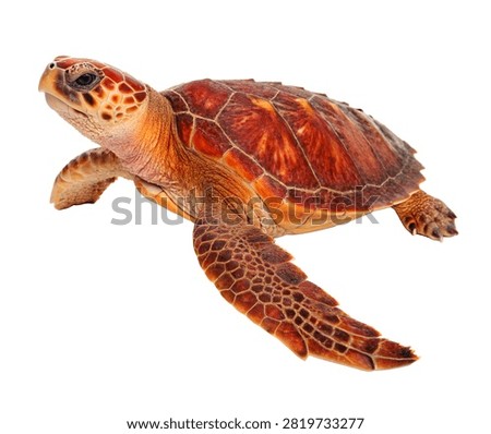 Loggerhead Turtle Single Loggerhead Sea Turtl Isolated On White Background