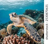 Loggerhead Turtle swimming among the corals