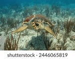 Loggerhead turtle swimming over a coral reef