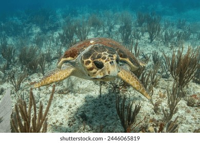 Loggerhead turtle swimming over a coral reef - Powered by Shutterstock