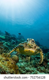 Loggerhead Turtle Swimming Over A Coral Reef With Sun Rays