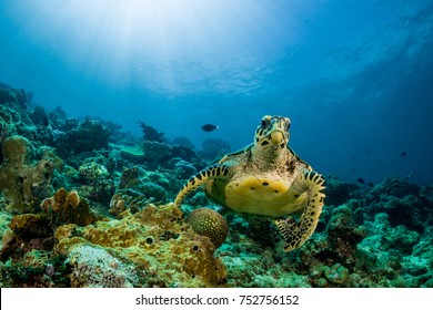 loggerhead turtle swimming over a coral reef with sun rays