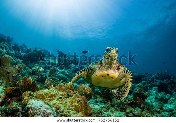loggerhead turtle swimming over a coral reef with\
sun rays