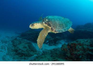 Loggerhead Turtle Swimming Over the Reef