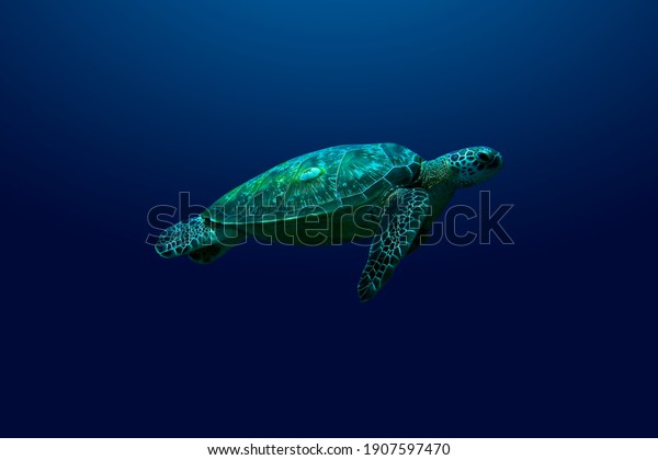 A loggerhead turtle swimming upward against a\
blue background.