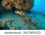 Loggerhead turtle, West Palm Beach, Scuba Diving photos, 2021