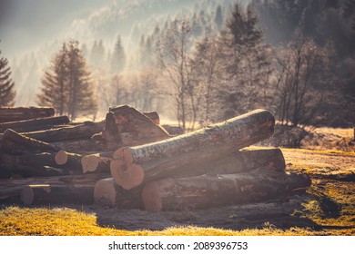 Loggers cut wood forest and the lumberjack cut logs load lumbers into special lumber truck. Timber woodcutters cut logs in woods during day with a chainsaw. Loggers cut the wood forest and lumberjack