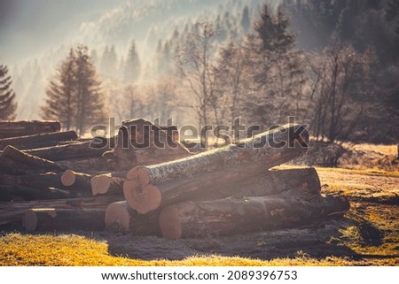 Loggers cut wood forest and the lumberjack cut logs load lumbers into special lumber truck. Timber woodcutters cut logs in woods during day with a chainsaw. Loggers cut the wood forest and lumberjack
