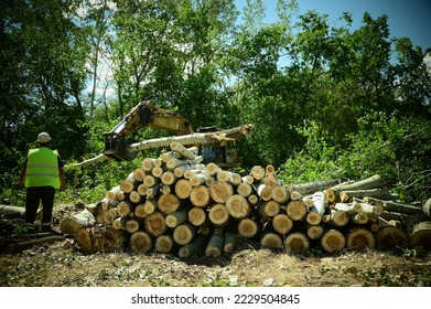 The loggers produce in the summer due to the European energy crisis. Human's hunger for energy causes the destruction of nature. Biodiversity of forests is important. - Shutterstock ID 2229504845
