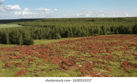 Logging activity causing deforestation and environmental damage in a lush green forest landscape with felled trees and debris