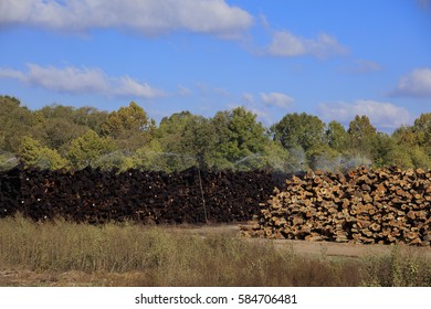 Logging Industry Meridian Mississippi