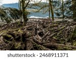 Logging in the Pacific Northwest by lake Quinault, WA, USA