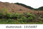 Logging practice known as clearcutting.