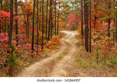 A Logging Road In The Ouachita National Forest