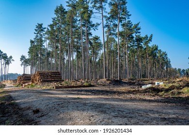 Logging Worksite In The Woods