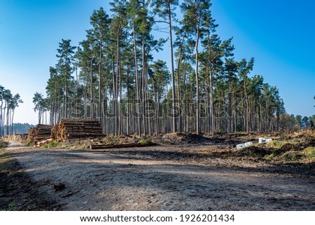 Logging worksite in the woods