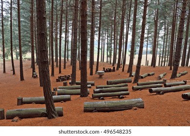 Logs Arranged As Seats At A Wedding Venue In A Beautiful Pine Forest.