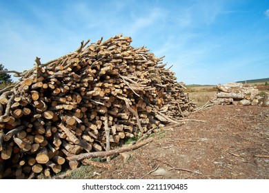 Logs Of Beech Wood Cut To Burn In Homes When Winter Arrives