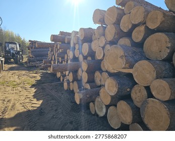 Logs are being stacked at a logging site in a forest during the daytime with clear skies