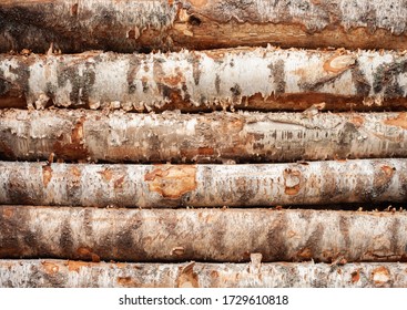 Logs. Birch Log. Laying Horizontal.