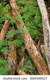 Logs Of Felled Trees In A Forest. Deforestation Concept In Australia