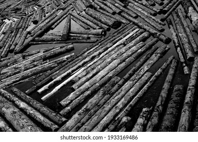 Logs are floating in the river