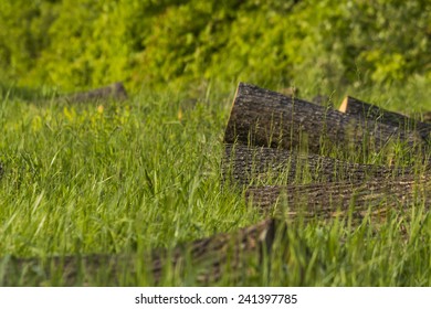 Logs in high grass.