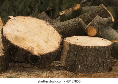 Logs And Large Portions Of A Tree Cut Down