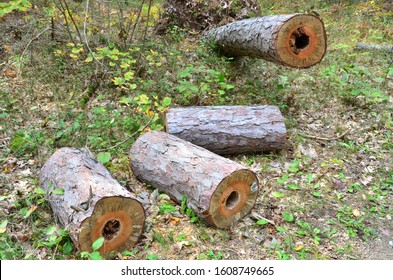 Logs On The Ground In Pinery Provincial Park, Ontario, Canada