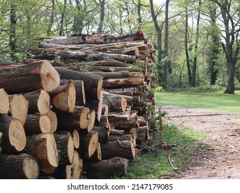 Logs piled up after tree felling next to a path