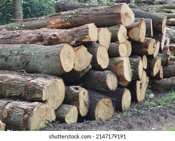 Logs piled up after tree felling