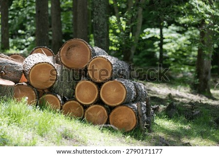 Logs piled up in the forest. This evokes images of thinning, forestry, and primary industries—the quintessential image of Japanese timber.